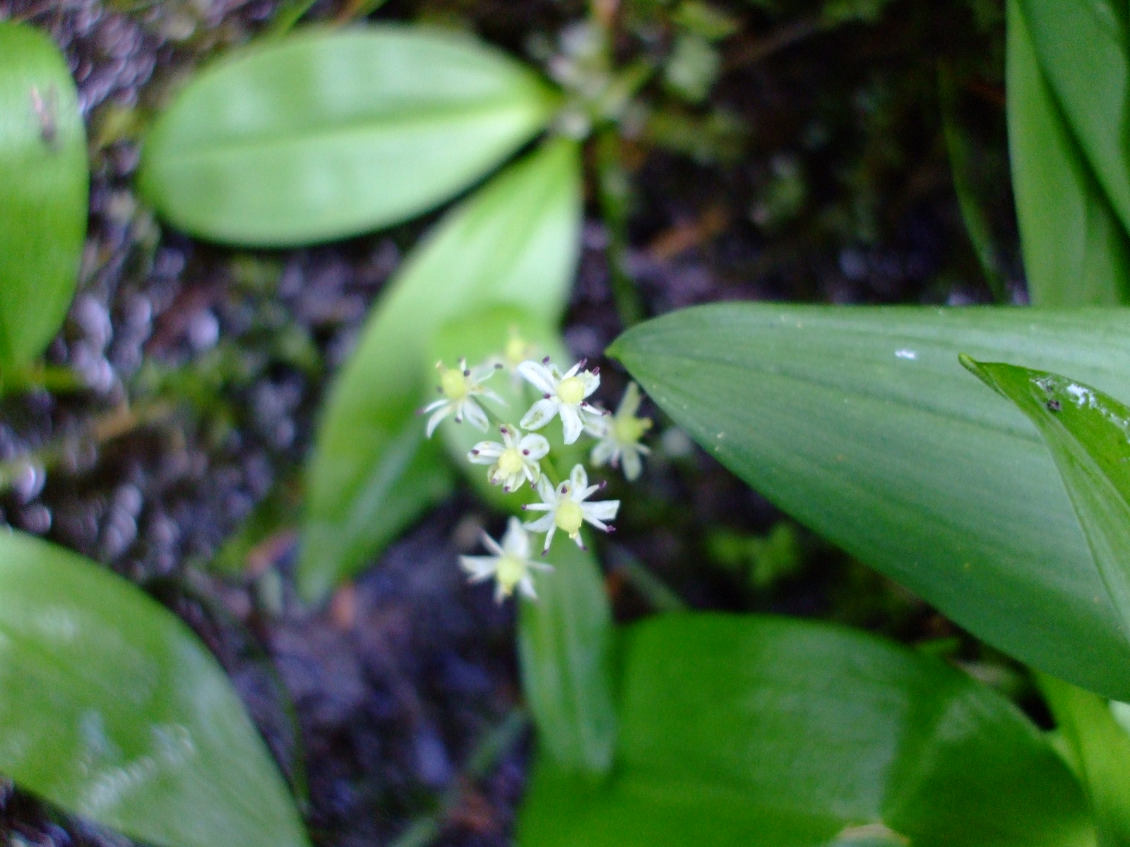 Maianthemum trifolium
